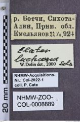 Etikette zu Elater solskyi (Suzuki, 1985) (NHMW-ZOO-COL-0008889)